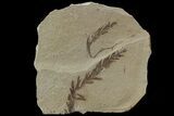 Metasequoia (Dawn Redwood) Fossil - Montana #79589-1